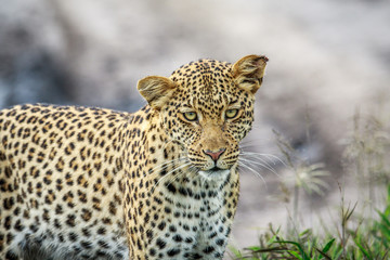 Leopard starring at the camera.