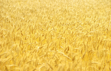  wheat