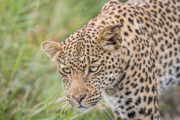 Close up of a Leopard head.