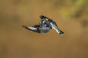 Pied kingfisher in Kruger National park, South Africa
