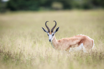 Springbok starring at the camera.