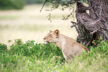 Lion sitting in the grass.