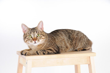 Striped cat lying on a chair and attentively looks at camera