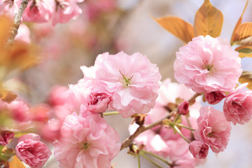 Fototapeta na wymiar Double cherry blossoms in full bloom - Kanzan -