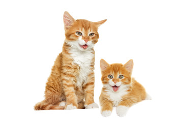 Red cute kitten yawning, shows tongue