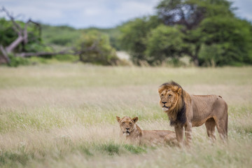 Mating couple of Lions in the high grass.