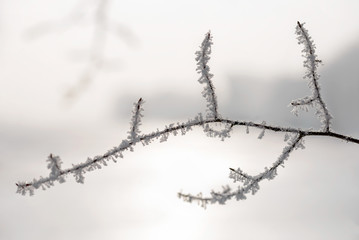 Magic macro of a twig covered by snow and frost in winter, with the sun in the background