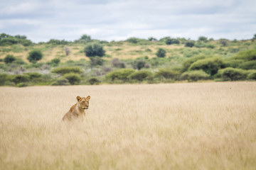 Lion in the high grass.