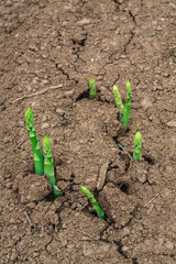 Spargel auf dem Acker
