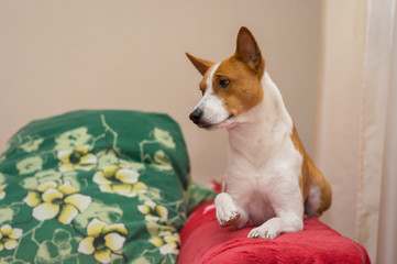 Indoor portrait of royal basenji lying on red bedspread and giving its paw for gratifying kiss