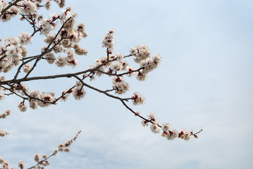 Flowering branches of apricot tree under cloudy spring sky