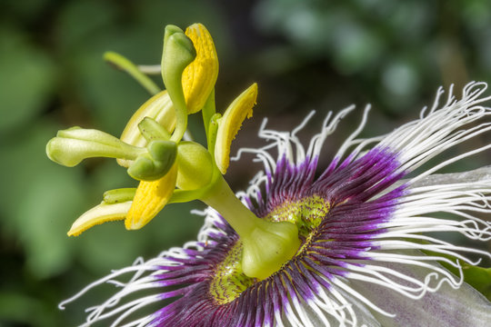 fleur du fruit de la passion 