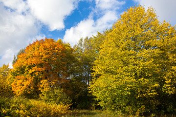 Colourful trees in autumn