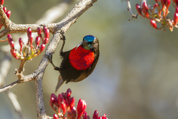 Scarlet-chested Sunbird in Kruger National park, South Africa