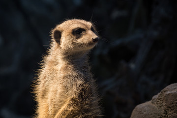 Fototapeta premium Erdmännchen (Suricata suricatta)