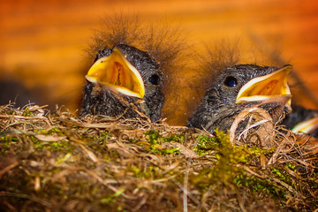 Jungvögel