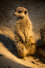 Erdmännchen (Suricata suricatta)