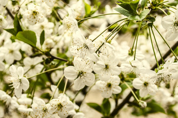 Background from tender spring flowers of cherry tree
