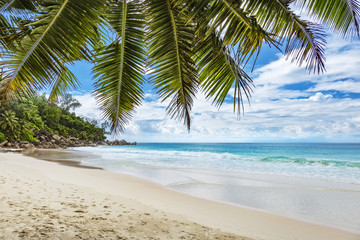 Fototapeta na wymiar Tropical beach palm tree