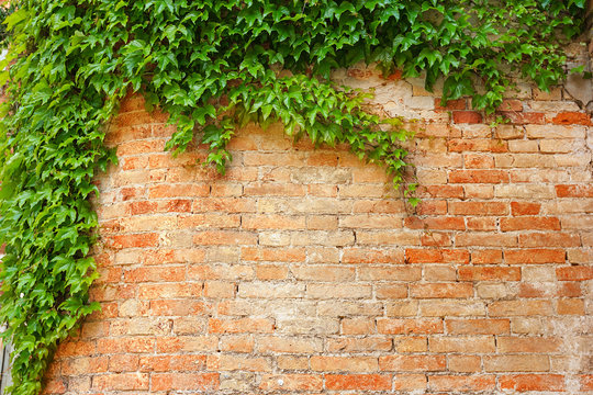 A green ivy on an old brick wall in Venice