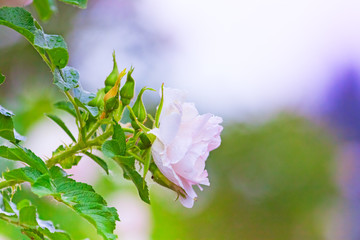 delicate pink flowers of roses