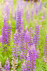 Obraz premium Summer meadow
