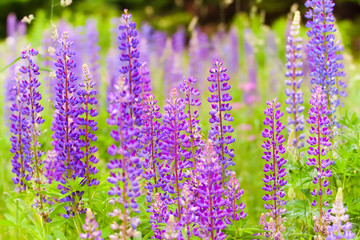Obraz premium lush violet flowers
