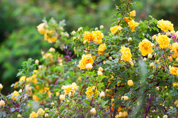 Obraz premium yellow clinging roses, a lush bloom