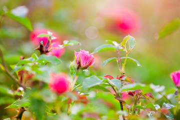Gentle half-blown pink rose