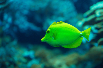 Closeup of a yellow tang (Zebrasoma flavescens)