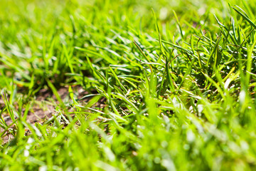 Grass enlightened by the sun
