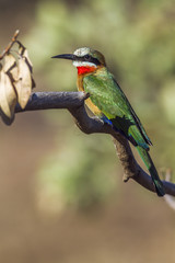 White-fronted Bee-eater in Kruger National park, South Africa