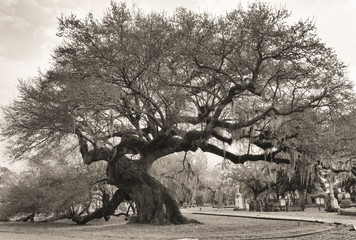 Old Man Tree that is a live oak tree in a cemetery in southern USA in spring.
