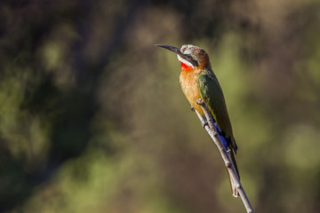 White-fronted Bee-eater in Kruger National park, South Africa