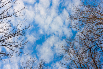 Looking up through the branches of trees on a blue sky with white clouds