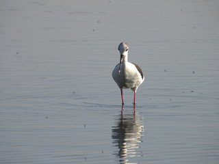 uccelli in natura