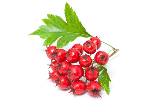 Hawthorn berries with leaves