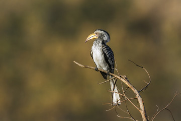 Southern yellow-billed hornbill in Kruger National park, South Africa