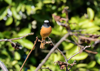 新緑の中の、ジョウビタキ