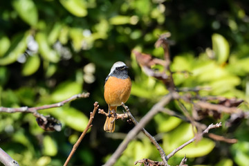 新緑の中の、ジョウビタキ