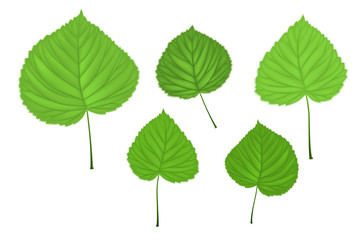 linden green leaves - 144830659