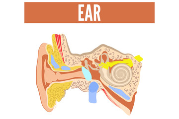 Ear. Vector illustration.