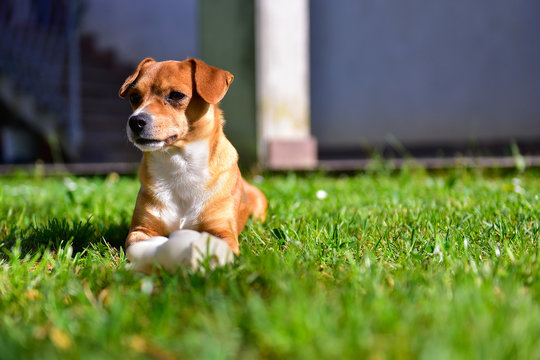 A small and sweet light brown and white dog is lying on a lawn with a rubber duck in front of him in a sunny day