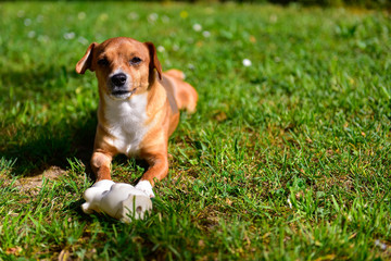 A small and sweet light brown and white dog is lying on a lawn with a rubber duck in front of him in a sunny day