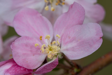 Open Flower of Crabapple Tree