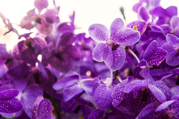 violet or purple ascocenda orchid flowers