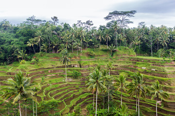 Fototapeta na wymiar rice plantation terrace on Sri Lanka