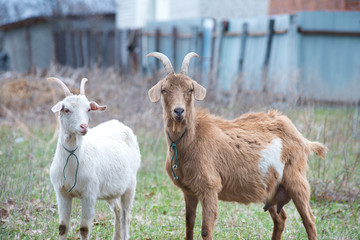 Homemade goats on the backyard