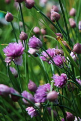Naklejka premium Chives