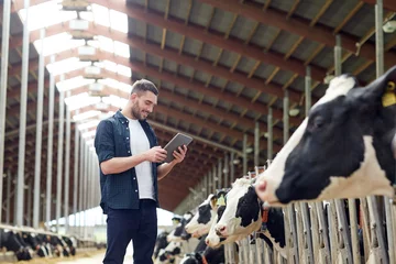 Fotobehang young man with tablet pc and cows on dairy farm © Syda Productions
